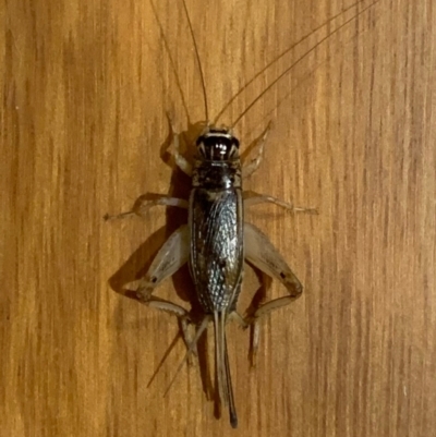 Lepidogryllus sp. (genus) (A cricket) at Murrumbateman, NSW - 27 Feb 2021 by SimoneC