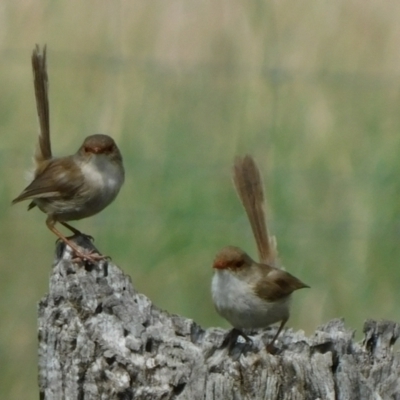 Malurus cyaneus (Superb Fairywren) at Symonston, ACT - 27 Feb 2021 by CallumBraeRuralProperty