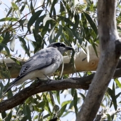 Coracina novaehollandiae (Black-faced Cuckooshrike) at Black Mountain - 11 Feb 2021 by AlisonMilton