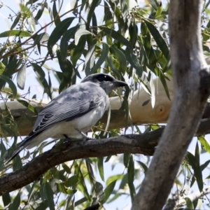 Coracina novaehollandiae at Acton, ACT - 11 Feb 2021