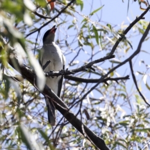 Coracina novaehollandiae at Acton, ACT - 11 Feb 2021