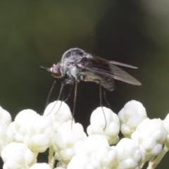 Geron nigralis (Slender bee fly) at ANBG - 11 Feb 2021 by AlisonMilton