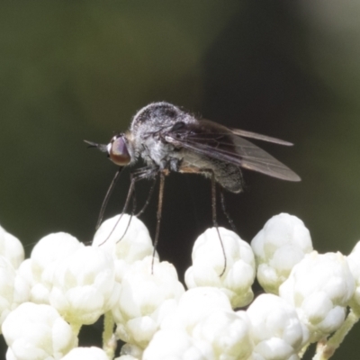 Geron nigralis (Slender bee fly) at ANBG - 11 Feb 2021 by AlisonMilton