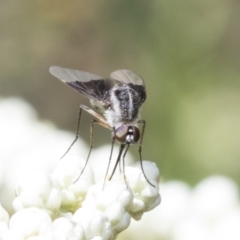 Geron nigralis at Downer, ACT - 11 Feb 2021