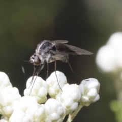 Geron nigralis at Downer, ACT - 11 Feb 2021