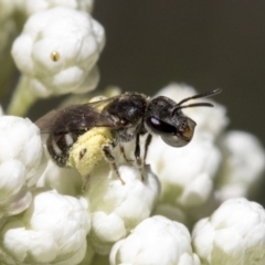 Lasioglossum (Chilalictus) sp. (genus & subgenus) (Halictid bee) at ANBG - 11 Feb 2021 by AlisonMilton