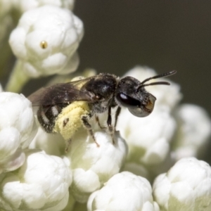 Lasioglossum (Chilalictus) sp. (genus & subgenus) at Downer, ACT - 11 Feb 2021 11:13 AM