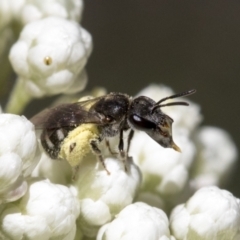 Lasioglossum (Chilalictus) sp. (genus & subgenus) at Downer, ACT - 11 Feb 2021 11:13 AM