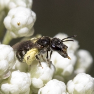 Lasioglossum (Chilalictus) sp. (genus & subgenus) at Downer, ACT - 11 Feb 2021 11:13 AM