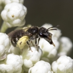 Lasioglossum (Chilalictus) sp. (genus & subgenus) at Downer, ACT - 11 Feb 2021 11:13 AM