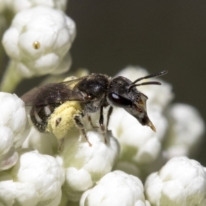 Lasioglossum (Chilalictus) sp. (genus & subgenus) at Downer, ACT - 11 Feb 2021