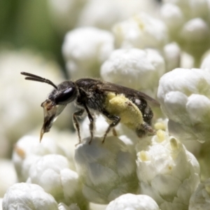 Lasioglossum (Chilalictus) sp. (genus & subgenus) at Downer, ACT - 11 Feb 2021 11:13 AM