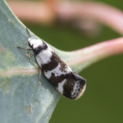 Isomoralla eriscota (A concealer moth) at Hawker, ACT - 18 Feb 2021 by AlisonMilton
