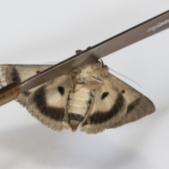 Eudesmeola lawsoni (Lawson's Night Moth) at Higgins, ACT - 7 Feb 2021 by AlisonMilton