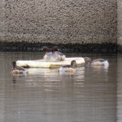 Tachybaptus novaehollandiae (Australasian Grebe) at Isabella Pond - 27 Feb 2021 by RodDeb