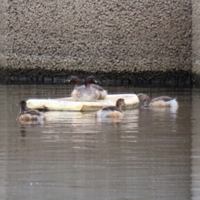 Tachybaptus novaehollandiae (Australasian Grebe) at Tuggeranong Creek to Monash Grassland - 27 Feb 2021 by RodDeb