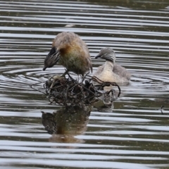 Poliocephalus poliocephalus (Hoary-headed Grebe) at Monash, ACT - 27 Feb 2021 by RodDeb