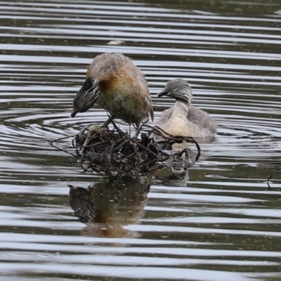 Poliocephalus poliocephalus (Hoary-headed Grebe) at Isabella Pond - 27 Feb 2021 by RodDeb