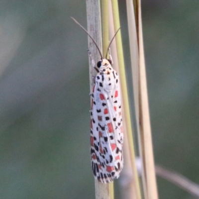 Utetheisa pulchelloides (Heliotrope Moth) at Hughes Grassy Woodland - 27 Feb 2021 by LisaH