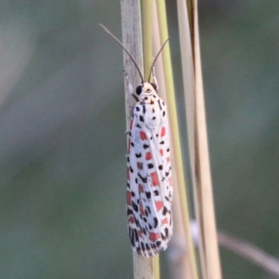 Utetheisa pulchelloides (Heliotrope Moth) at Hughes, ACT - 27 Feb 2021 by LisaH