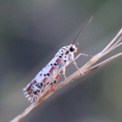 Utetheisa pulchelloides at Hughes, ACT - 27 Feb 2021