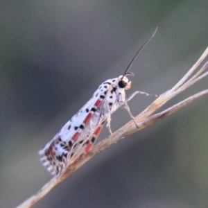 Utetheisa pulchelloides at Hughes, ACT - 27 Feb 2021