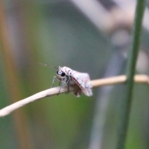 Utetheisa pulchelloides at Hughes, ACT - 27 Feb 2021