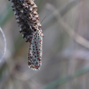 Utetheisa pulchelloides at Hughes, ACT - 27 Feb 2021