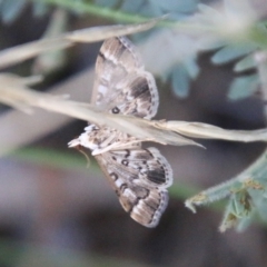 Nacoleia rhoeoalis (Spilomelinae) at Hughes Grassy Woodland - 27 Feb 2021 by LisaH