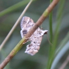 Nacoleia rhoeoalis at Hughes, ACT - 27 Feb 2021