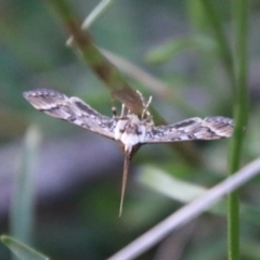 Nacoleia rhoeoalis at Hughes, ACT - 27 Feb 2021