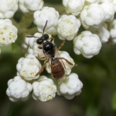 Exoneura sp. (genus) (A reed bee) at ANBG - 11 Feb 2021 by AlisonMilton