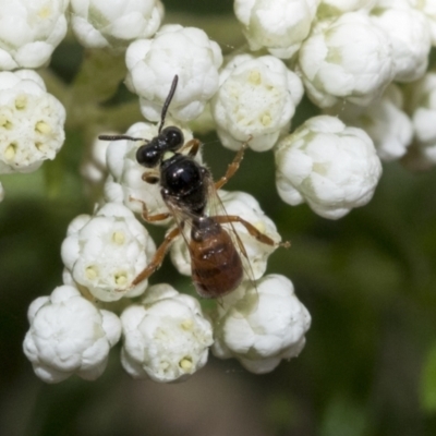 Exoneura sp. (genus) (A reed bee) at ANBG - 11 Feb 2021 by AlisonMilton