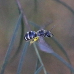 Lasioglossum (Chilalictus) sp. (genus & subgenus) (Halictid bee) at Hughes Grassy Woodland - 27 Feb 2021 by LisaH