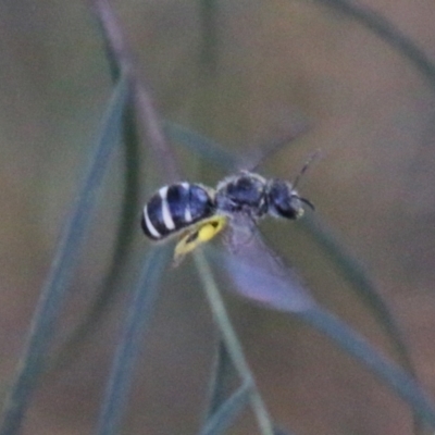 Lasioglossum (Chilalictus) sp. (genus & subgenus) (Halictid bee) at Red Hill to Yarralumla Creek - 27 Feb 2021 by LisaH