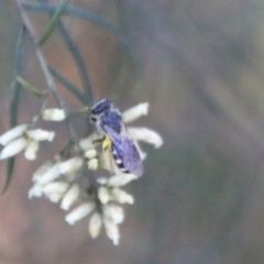 Lasioglossum (Chilalictus) sp. (genus & subgenus) at Hughes, ACT - 27 Feb 2021 05:33 PM