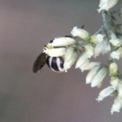 Lasioglossum (Chilalictus) sp. (genus & subgenus) at Hughes, ACT - 27 Feb 2021