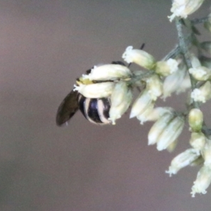 Lasioglossum (Chilalictus) sp. (genus & subgenus) at Hughes, ACT - 27 Feb 2021 05:33 PM