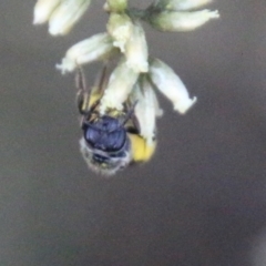 Lasioglossum (Chilalictus) sp. (genus & subgenus) at Hughes, ACT - 27 Feb 2021 05:33 PM