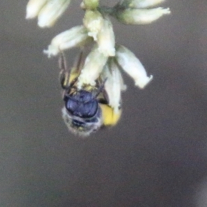 Lasioglossum (Chilalictus) sp. (genus & subgenus) at Hughes, ACT - 27 Feb 2021