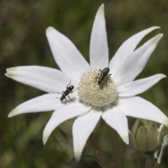 Eleale aspera (Clerid beetle) at ANBG - 10 Nov 2020 by AlisonMilton