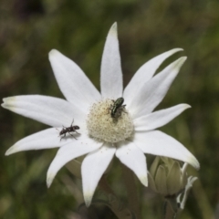 Eleale aspera at Acton, ACT - 10 Nov 2020