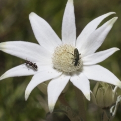 Eleale pulchra (Clerid beetle) at Acton, ACT - 10 Nov 2020 by AlisonMilton