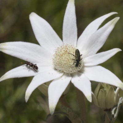 Eleale pulchra (Clerid beetle) at ANBG - 10 Nov 2020 by AlisonMilton