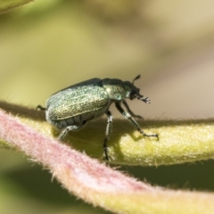 Diphucephala sp. (genus) (Green Scarab Beetle) at ANBG - 10 Nov 2020 by AlisonMilton