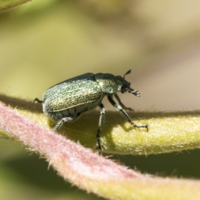 Diphucephala sp. (genus) (Green Scarab Beetle) at ANBG - 10 Nov 2020 by AlisonMilton