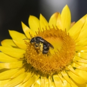 Lasioglossum (Chilalictus) sp. (genus & subgenus) at Acton, ACT - 10 Nov 2020