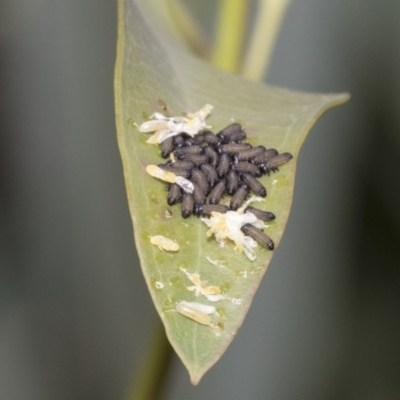 Paropsisterna cloelia (Eucalyptus variegated beetle) at Hawker, ACT - 18 Feb 2021 by AlisonMilton