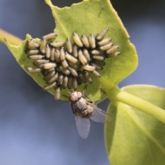 Paropsisterna cloelia (Eucalyptus variegated beetle) at Higgins, ACT - 19 Feb 2021 by AlisonMilton
