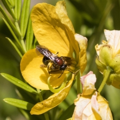 Lasioglossum (Callalictus) callomelittinum (Halictid bee) at Acton, ACT - 10 Nov 2020 by AlisonMilton